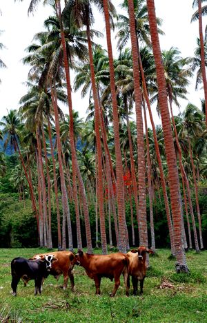 북 에파테의 상업적 농업