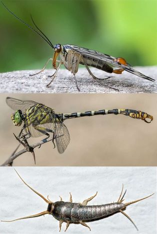 곤충은 머리, 가슴, 배의 세 부분으로 이루어져 있다. 머리에는 큰 겹눈과 더듬이가 있고, 가슴에는 세 쌍의 다리가 있다. 많은 그룹은 두 쌍의 날개도 가지고 있다.