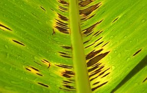 흑시가토카에 감염된 잎