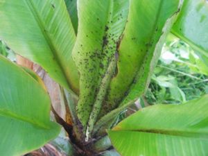 감염된 바나나 식물
