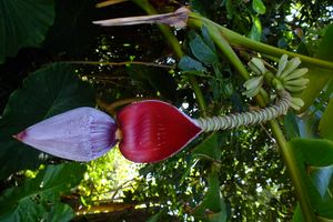 바나나 꽃과 어린 과일