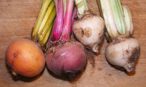 다양한 색상의 비트