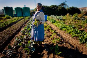 남아프리카공화국에서의 채소 재배