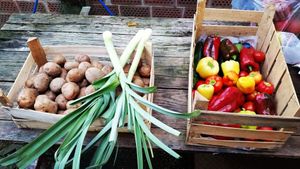 크로아티아 텃밭에서 난 신선한 채소