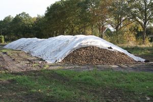 네덜란드에서 감자의 임시 저장