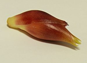 식용으로 사용되는 꽃봉오리 부분