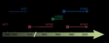 인간에게 나타나는 다양한 유형의 인플루엔자 바이러스. 굵은 사각형은 새로운 변종의 출현을 보여주며, 반복적인 인플루엔자 유행을 일으킨다. 점선은 불확실한 변종 식별을 나타낸다.