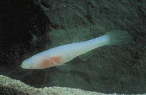 박쥐 똥을 먹이원으로 삼는 오자크 동굴 물고기(Ozark cavefish) 종