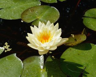 수생: [[수련과|수련]]