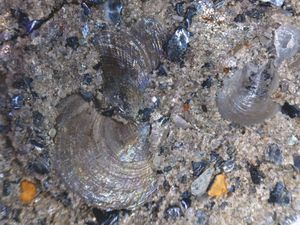 에스토니아산 쉘리 인산염