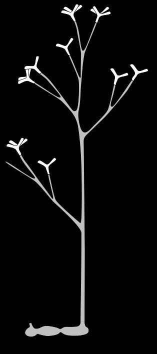 호르네오피톤(''Horneophyton lignieri'') 복원도