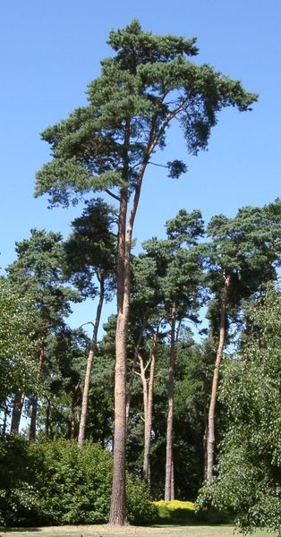 스코틀랜드소나무, [[Pinus sylvestris]], [[구과식물]]의 일종