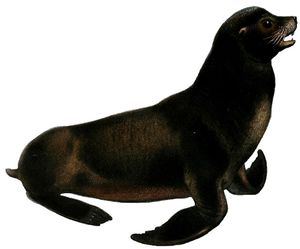 캘리포니아바다사자