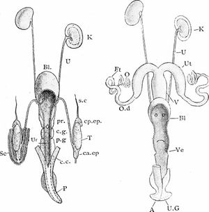 토끼의 비뇨생식기계 (수컷과 암컷)