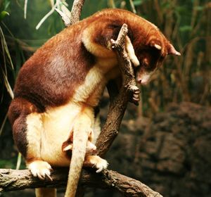 새끼를 주머니에 넣고 있는 마치의 나무 캥거루