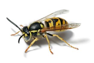 [[독일땅벌]](Vespula germanica)