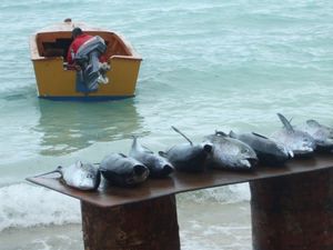 어업은 타라와 경제를 지탱하는 중요한 산업이다.