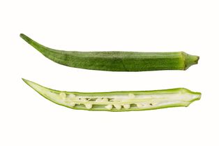 열매의 세로 단면