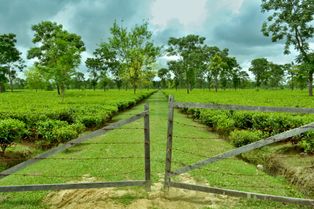 [[아삼 차]] [[찻잎 밭]]