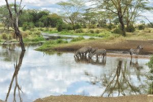 156번 지역: 탄자니아의 세렝게티 국립공원, 자연유산