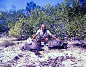 알다브라 환초의 세이셸 제도 섬에 서식하는 알다브라 육지거북