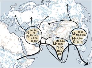 mtDNA 하플로그룹 M과 N을 기반으로 한 유럽 초기 정착 경로 제안, Metspalu 외, 2004. 페르시아 만 근처의 주요 인구 분열은 서유라시아에서 하플로그룹 N의 유비쿼터스성과 하플로그룹 M의 부재를 설명할 수 있다.