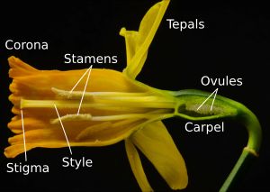 수선화 꽃의 단면도. 꽃잎과 꽃받침은 통 모양의 부화관(corona)과 꽃덮이 조각으로 대체되었다.