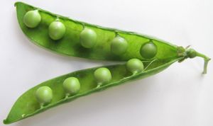 꼬투리(수정된 심피에서 유래한 열매) 안의 완두콩(배주에서 유래한 씨앗)