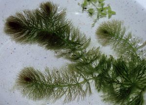 검정말(Ceratophyllum submersum)은 완전히 물속에서 자라는 부유 식물입니다.