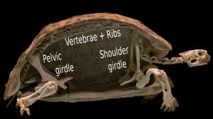 수직으로 절단된 거북 골격의 절반 사진으로, 등딱지를 따라 굽어진 척추를 보여줌