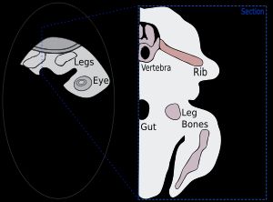 등껍질 형성을 보여주는 거북 배아의 단면 그림으로, 갈비뼈가 옆으로 자라는 모습을 보여줌