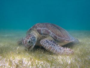 바다거북(Green sea turtle)이 해초를 뜯어먹고 있다