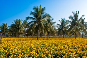 코코넛은 중요한 지역 현금 작물이다.