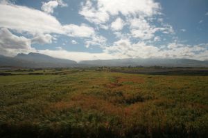 레위니옹 섬의 사탕수수