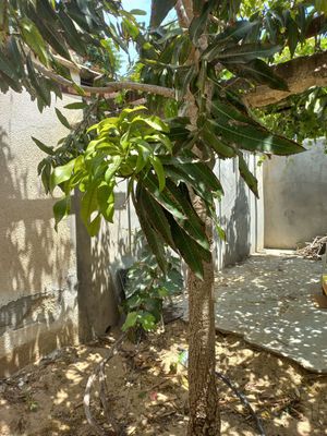 팔레스타인의 망고 나무