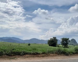 건강한 카사바, 인도네시아