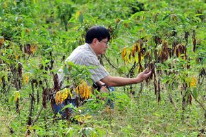 태국의 한 농업 기술자가 병든 카사바 작물을 조사하고 있다.
