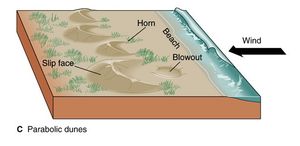 해안 패러볼릭 사구의 개략도