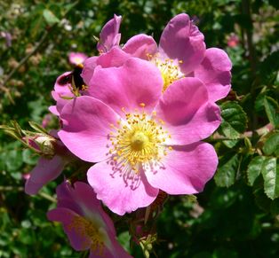 [[Rosa rubiginosa]], 유럽과 서아시아 원산의 야생 장미