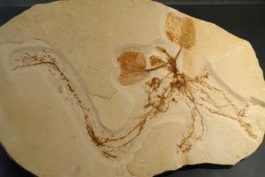 독일 베를린 자연사 박물관(Natural History Museum, Berlin) 소장 *Jaguariba wiersemana* 화석 표본