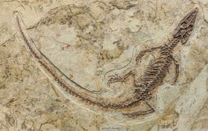 중국 백악기 초기의 코리스토데라인 Philydrosaurus