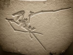종전에 Pterodactylus münsteri 종으로 분류되었던 Rhamphorhynchus muensteri 종의 화석 표본.