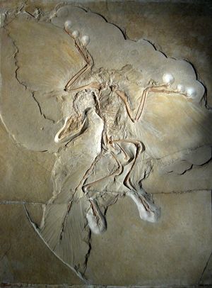 졸른호펜 라거슈테테(상부 쥐라기)에서 발견된 시조새(Archaeopteryx) 표본