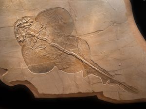 독일 후기 쥐라기 지층에서 발견된 *Pseudorhina* 화석. 현생 가오리류와 가까운 종류이다.