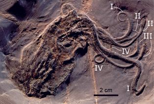 프랑스 중기 쥐라기 [[Proteroctopus]] 화석. 현재는 기저 [[흡혈오징어]]류 또는 [[흡혈박쥐오징어]]형류로 여겨짐.