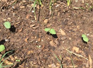 발아 후 약 1주일 된 오크라 식물, 오클라호마