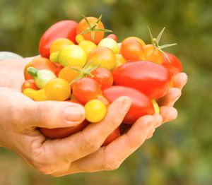 하와이에서 재배되는 플럼 토마토, 체리 토마토, 그레이프 토마토 품종