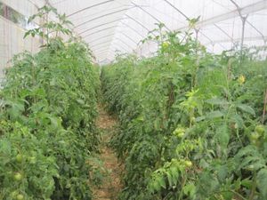 온실에서 재배하는 토마토(콜롬비아)