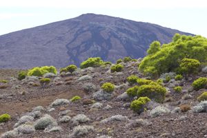 피통 드 라 푸르네즈의 개방형 아고산 관목지, Erica reunionensis, Stoebe passerinoides, Acacia heterophylla, 그리고 Erica galioides가 있음