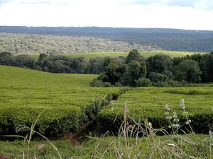 차의 플랜테이션(케냐)
